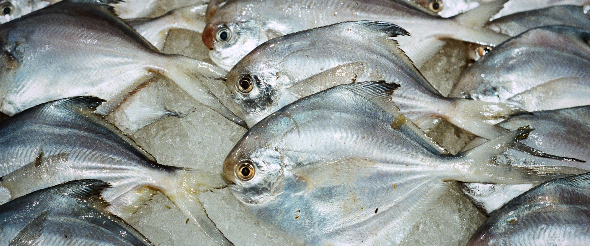 Pescados congelados